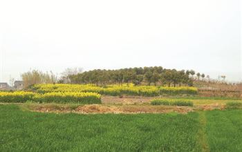 白坟墩遗址